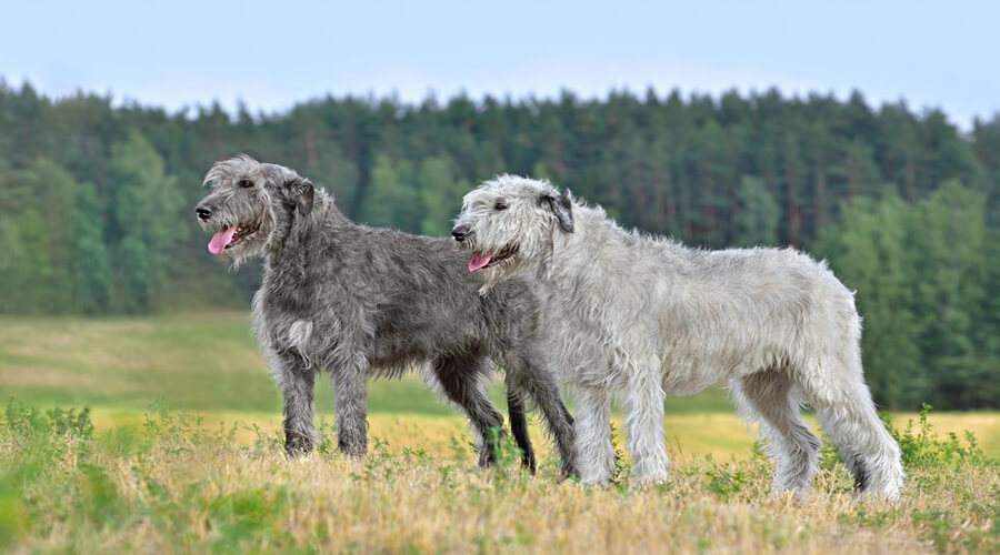 The Irish Wolfhound: A Majestic Large Dog with a Gentle Nature